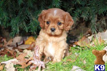 Cavalier King Charles Spaniel Puppies for Sale